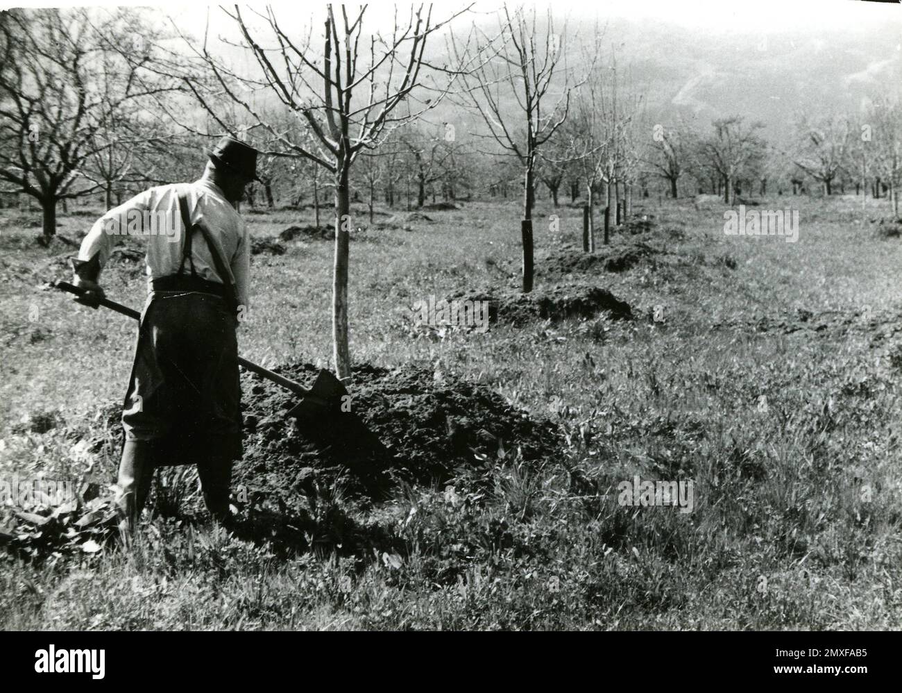 Agricoltura e Allevamento — Coltivazione degli alberi da frutta (Ciliegio) Stockfoto