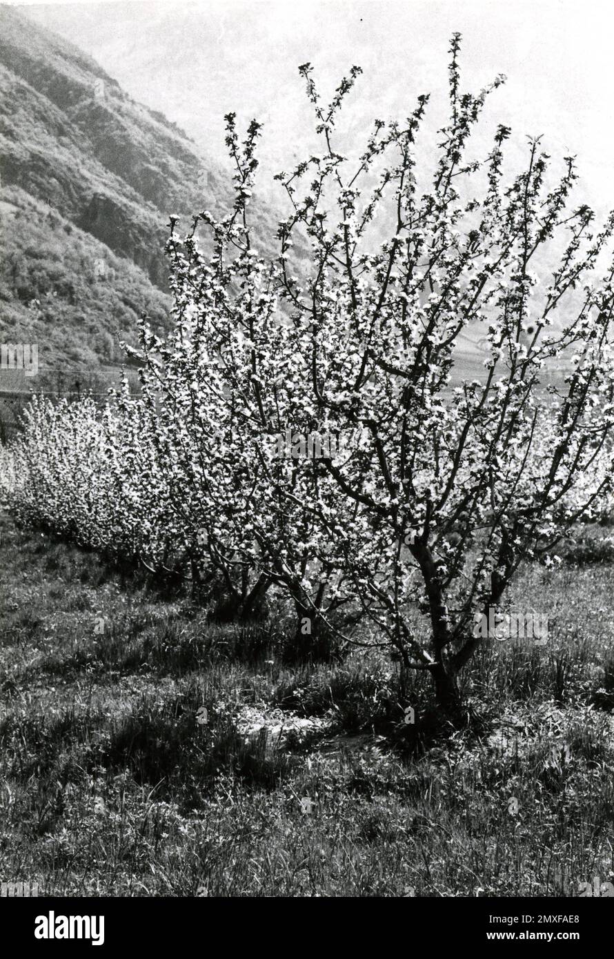 Agricoltura e Allevamento — Coltivazione degli alberi da frutta (Ciliegio) Stockfoto