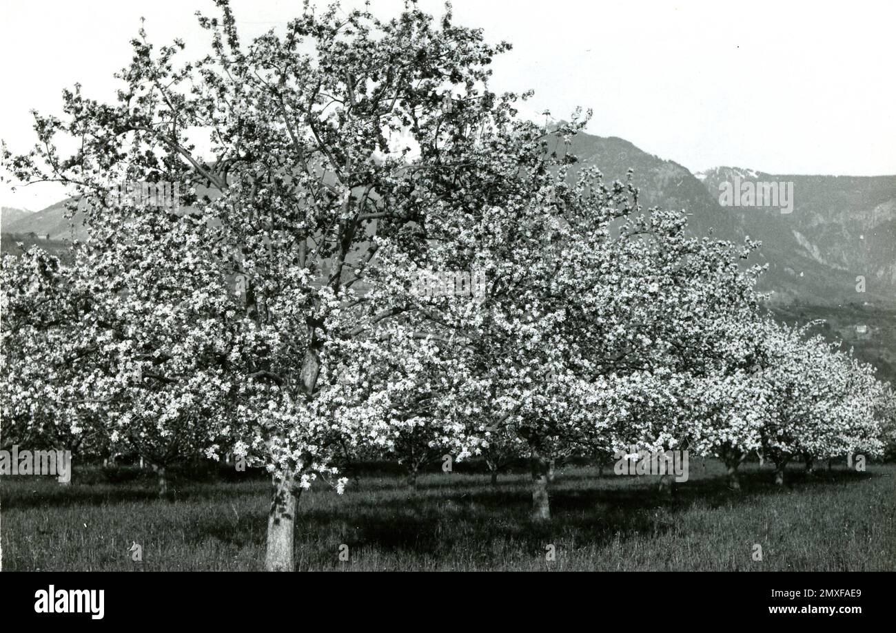 Agricoltura e Allevamento — Coltivazione degli alberi da frutta (Ciliegio) Stockfoto
