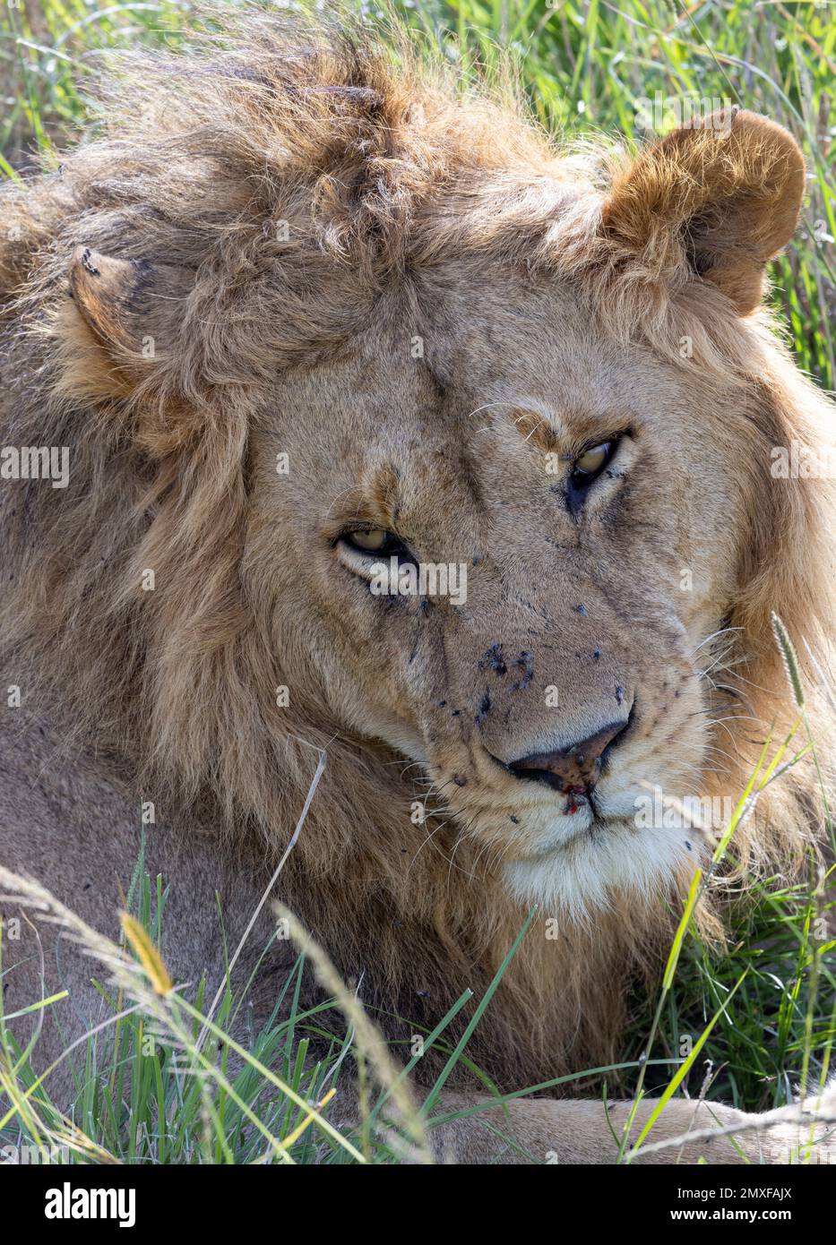 Gesicht eines fliegenverseuchten Löwen, Masai Mara-Nationalpark, Kenia Stockfoto