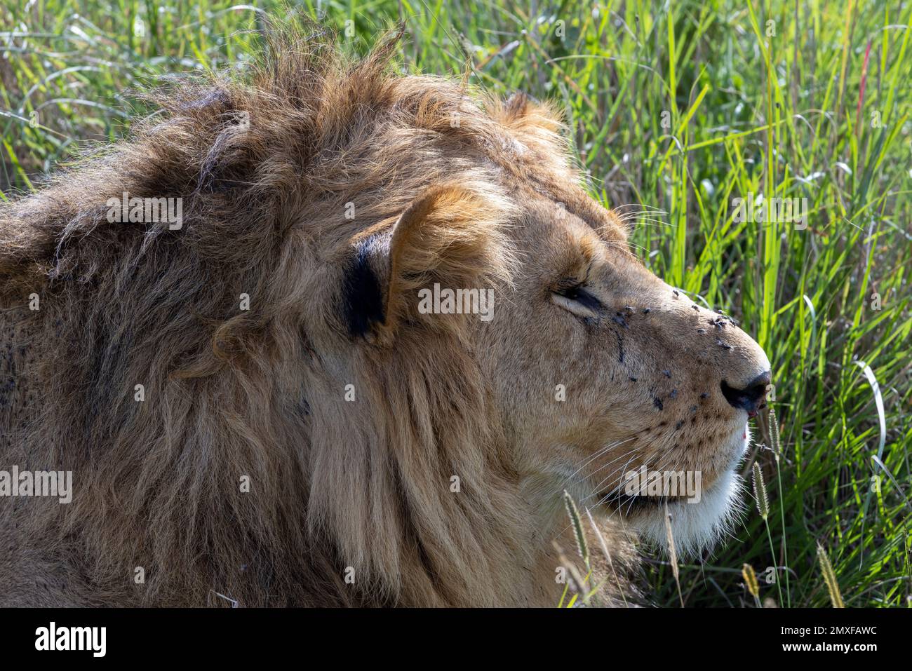 Gesicht eines fliegenverseuchten Löwen, Masai Mara-Nationalpark, Kenia Stockfoto