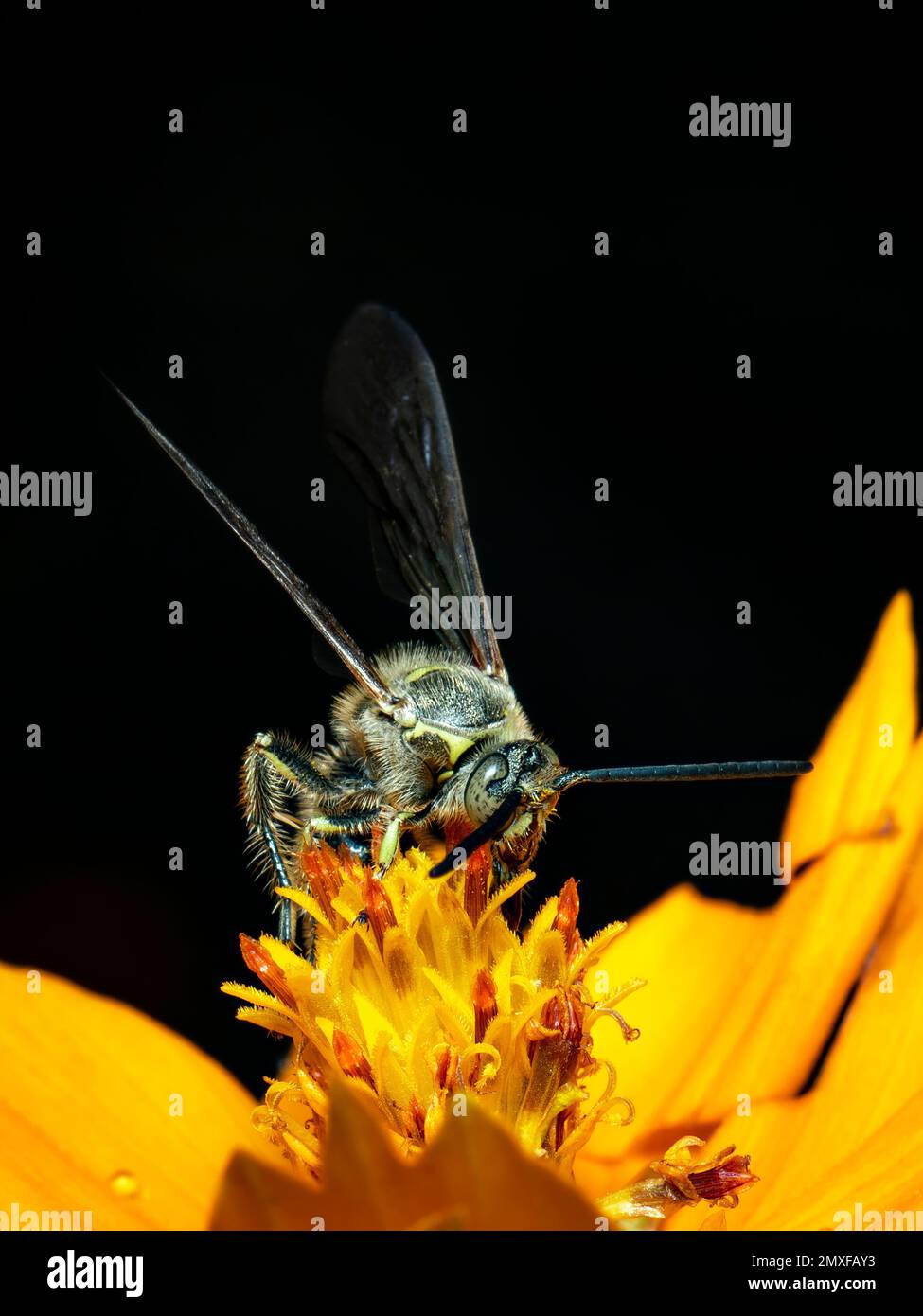 Bild von Bienenwolf oder Bienenwölfen (Philanthus) auf gelber Blume auf natürlichem Hintergrund. Sind Bienenjäger oder Bienenmörder Wespen., Insekt. Tier. Stockfoto