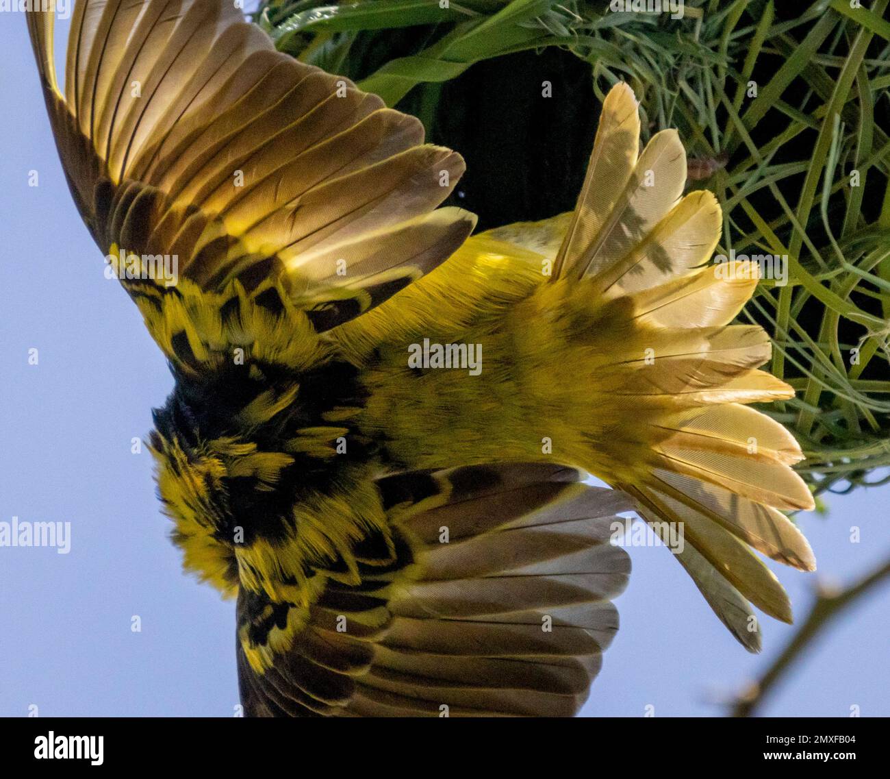 Speke's Weaver (Ploceus spekei), der vom Nest hängt, Masai Mara, Kenia, Afrika Stockfoto