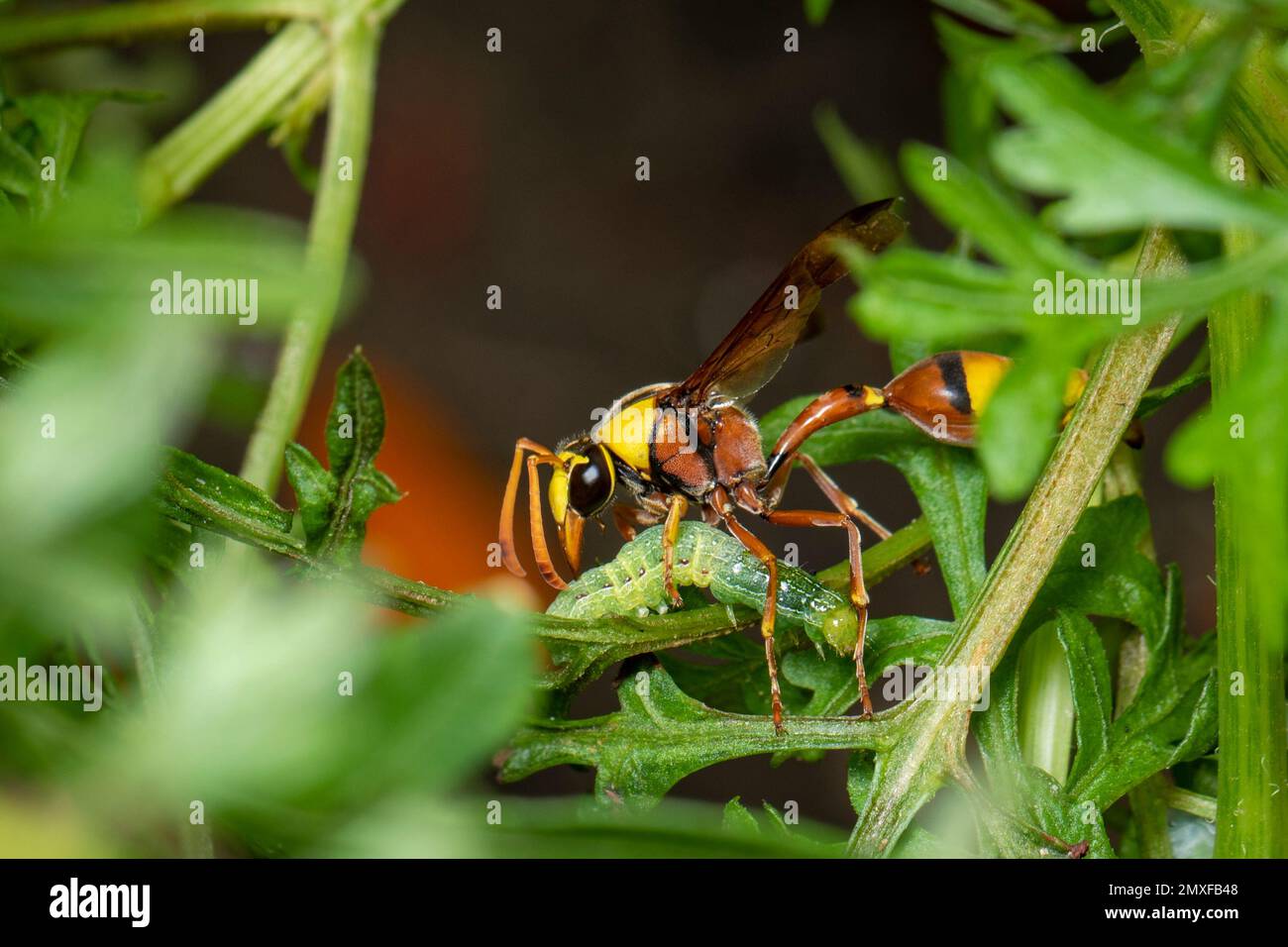 Bild von Papierwespe fress den Wurm Opfer. Auf einem natürlichen Hintergrund. Insekt. Tier. Stockfoto