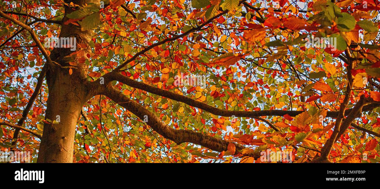 Herbstfarben: Bild mit Blick auf helle, herbstfarbene Blätter auf der Baumkrone eines Buchenbaums (Fagus sylvatica). - Bannerformat. Stockfoto Herbstfarben: Bild mit Blick auf helle, herbstfarbene Blätter auf der Baumkrone eines Buchenbaums (Fagus sylvatica). - Bannerformat. Stockfoto