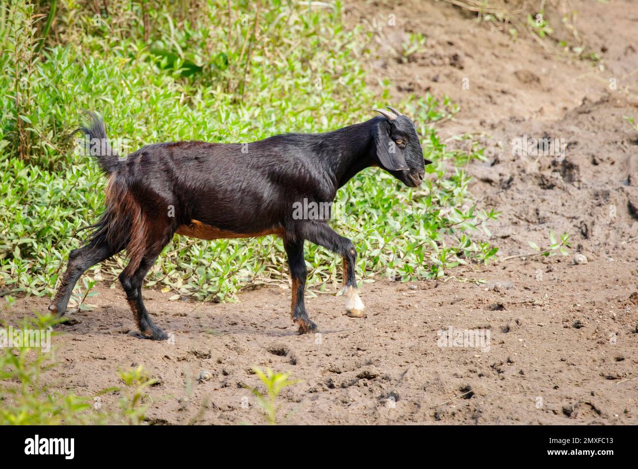 Bild einer schwarzen Ziege auf der grünen Wiese. Bauernhoftier. Stockfoto