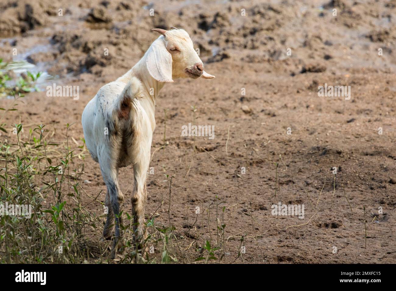 Bild einer weißen Ziege auf natürlichem Hintergrund. Bauernhoftier. Stockfoto