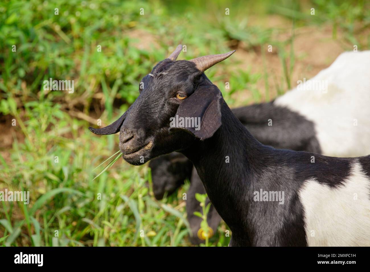 Bild einer schwarzen Ziege auf der grünen Wiese. Bauernhoftier. Stockfoto