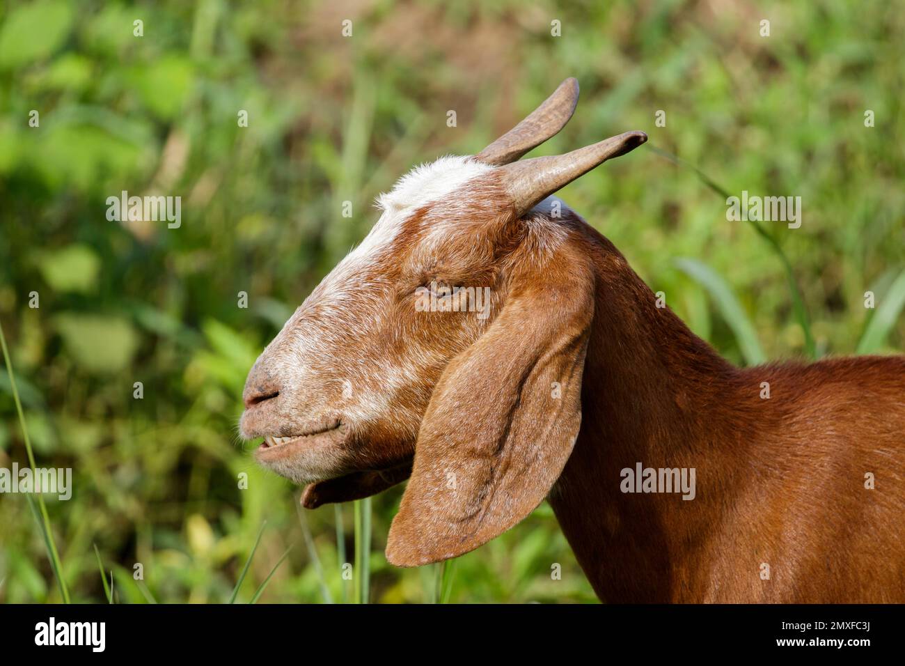 Bild einer braunen Ziege auf der grünen Wiese. Bauernhoftier. Stockfoto
