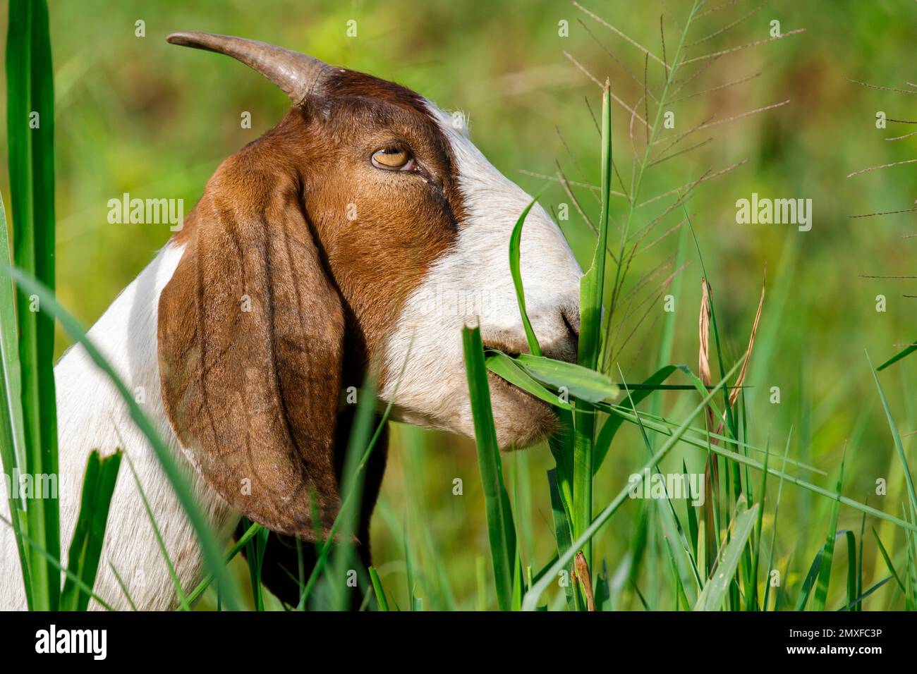 Das Bild einer Ziege ist das Kauen von Gras auf der grünen Wiese. Bauernhoftier. Stockfoto