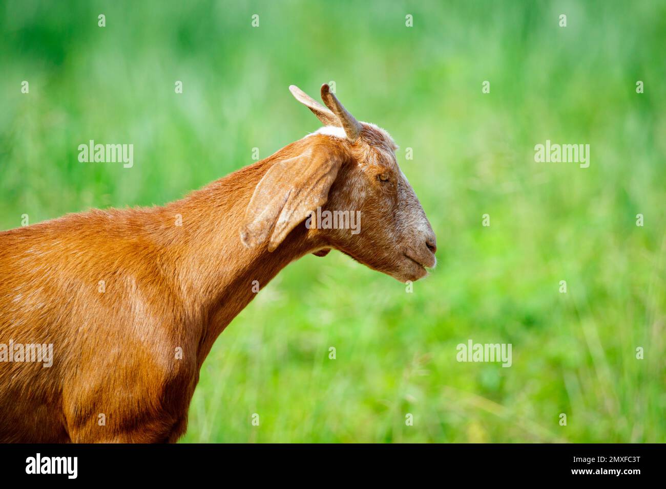 Bild einer braunen Ziege auf der grünen Wiese. Bauernhoftier. Stockfoto