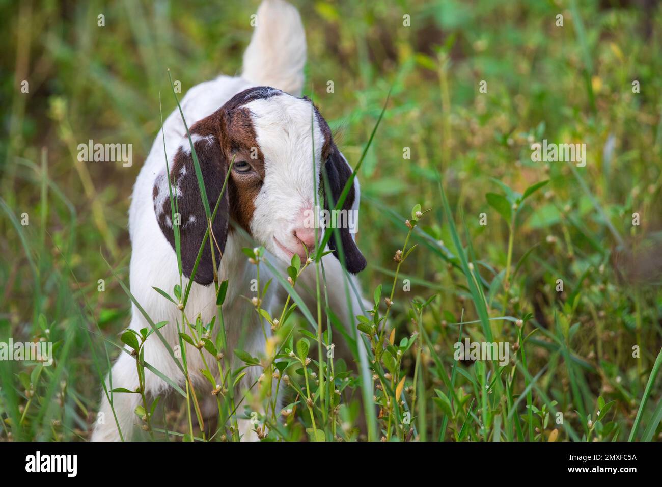 Bild einer Ziege auf der grünen Wiese. Bauernhoftier. Stockfoto