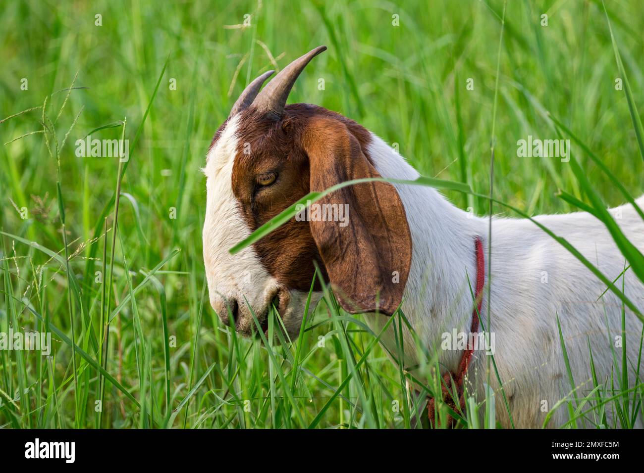 Das Bild einer Ziege ist das Kauen von Gras auf der grünen Wiese. Bauernhoftier. Stockfoto