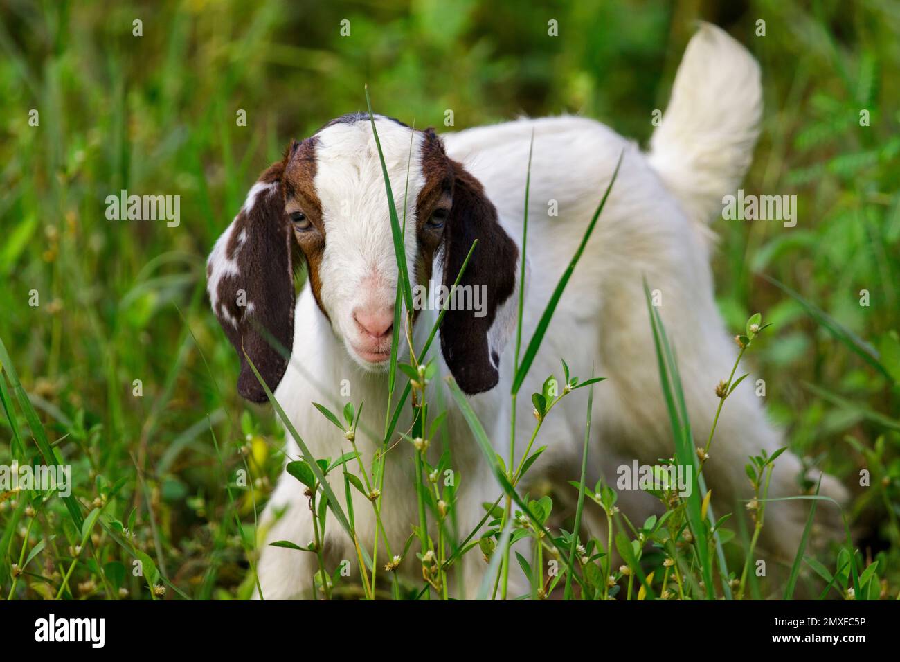 Bild einer Ziege auf der grünen Wiese. Bauernhoftier. Stockfoto