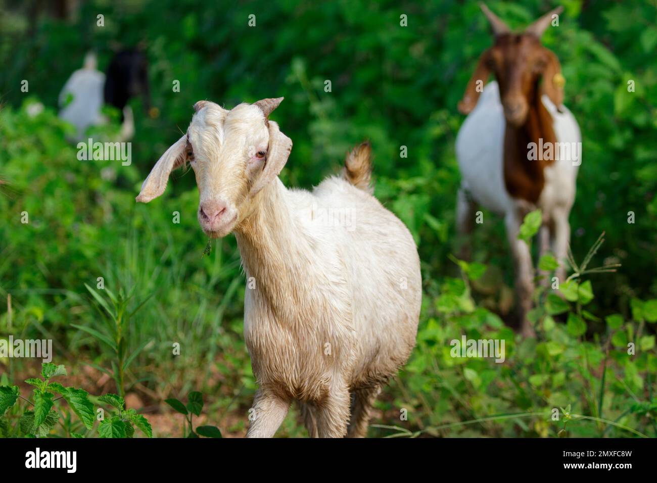 Bild einer weißen Ziege auf natürlichem Hintergrund. Bauernhoftier. Stockfoto
