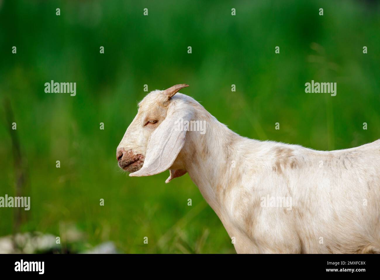 Bild einer weißen Ziege auf der grünen Wiese. Bauernhoftier. Stockfoto