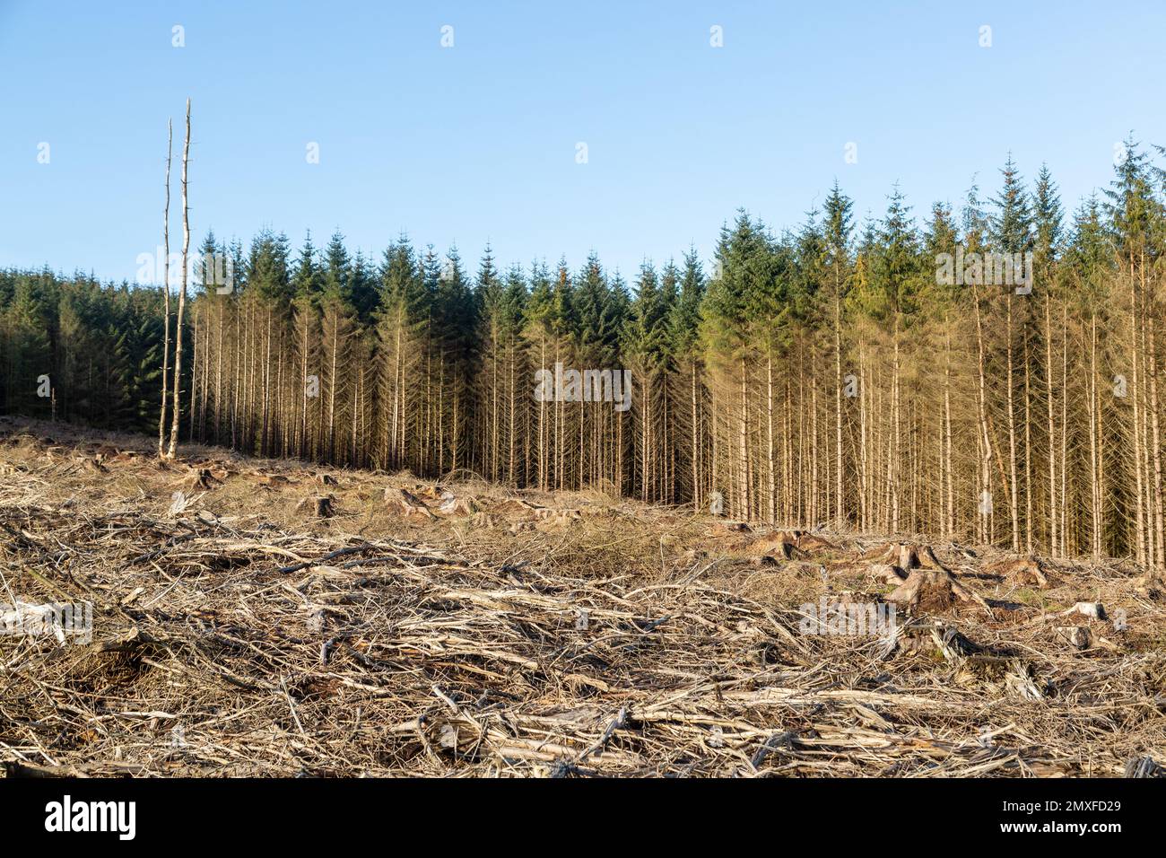 Ein Gebiet in den Cleish Hills, das von Bäumen geerntet wurde Stockfoto
