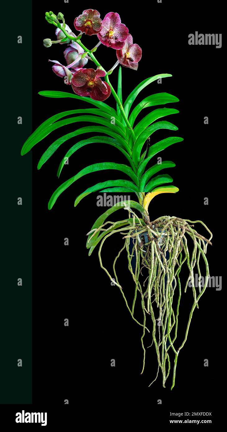 Thailändische Orchidee Stockfoto