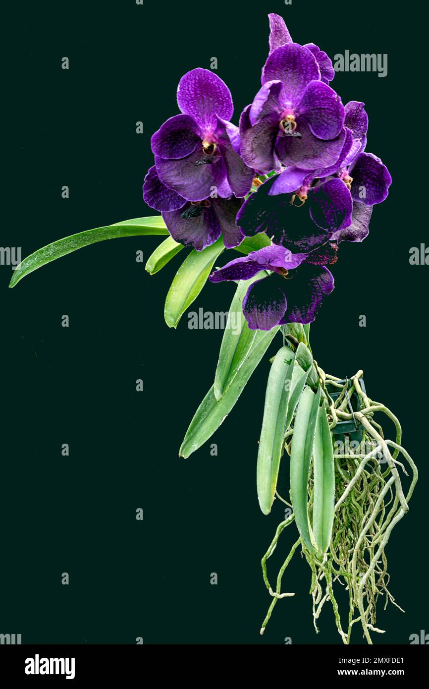 Thailändische Orchidee Stockfoto