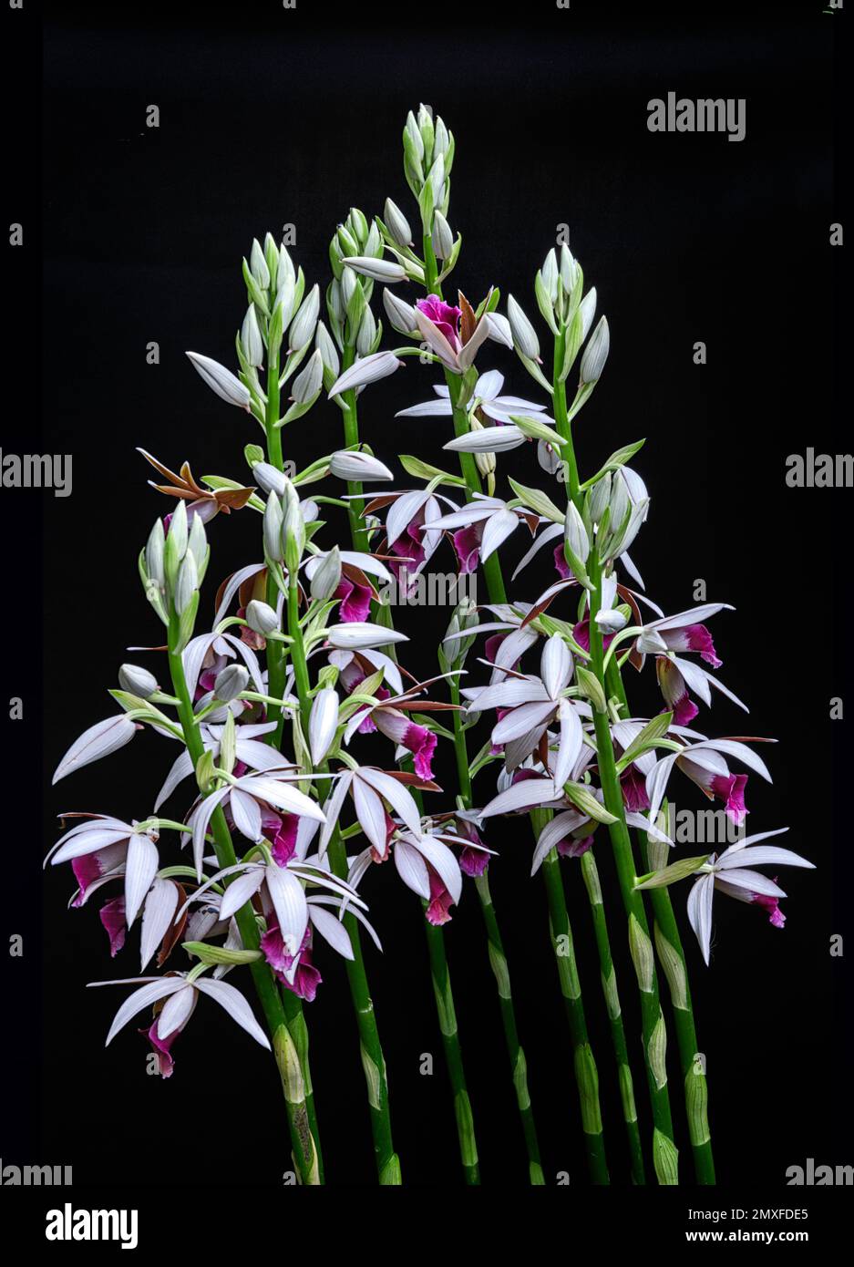 Vietnamesische Orchidee Stockfoto