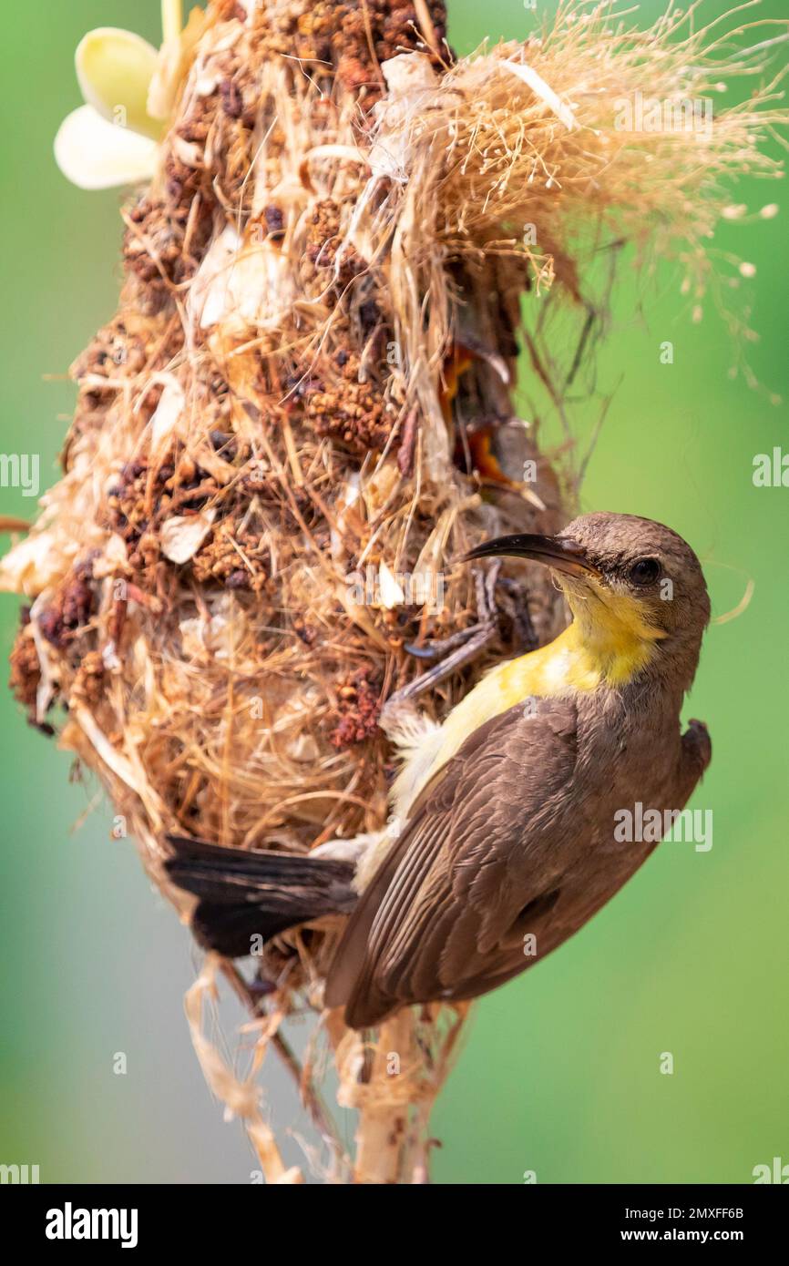 Bild von Purple Sunbird (weiblich) Fütterung Baby Vogel im Vogelnest auf Natur Hintergrund. (Cinnyris asiaticus). Vogel. Tiere. Stockfoto