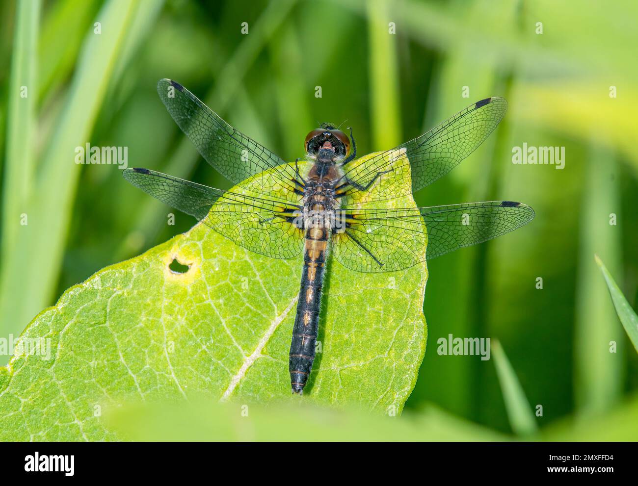 Diese beeindruckende weibliche Frosted Whiteface Libelle, die schön hoch oben auf dieser Feuchtlandvegetation in den Wisconson Northwoods steht. Stockfoto