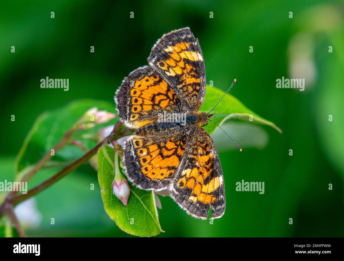 Ein wunderschöner Schmetterling aus Perlmond, der gefangen wurde, während er eine Wildblume aus dem Northwoods Wald fütterte. Stockfoto