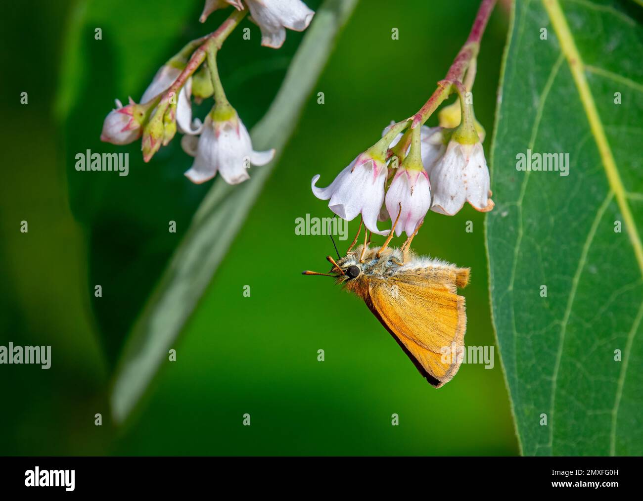 Dieser kleinste Skipper-Schmetterling wurde auf diesen wunderschönen Wildblumen im Northwood gefangen. Stockfoto
