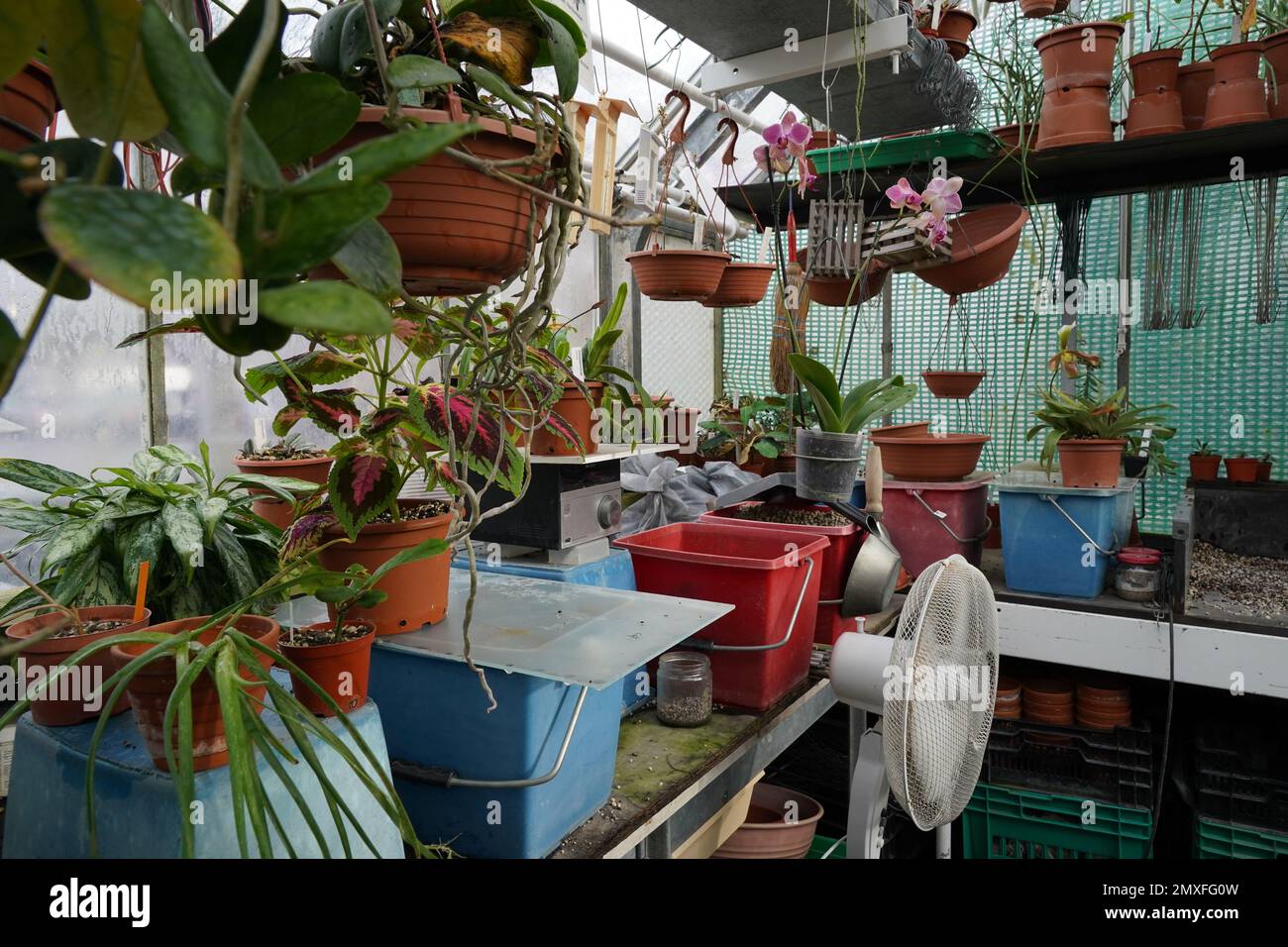 Gewächshaus, das als Arbeitsraum für den Anbau von Orchideen und anderen exotischen Pflanzen für einen botanischen Garten angelegt ist. Stockfoto