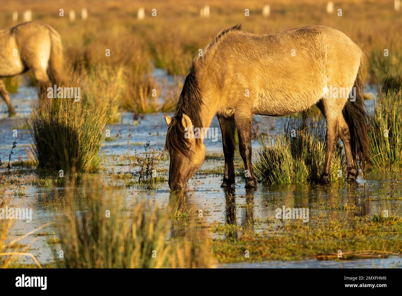 Ein polnisches Konik-Pferd trinkt Wasser. Stockfoto