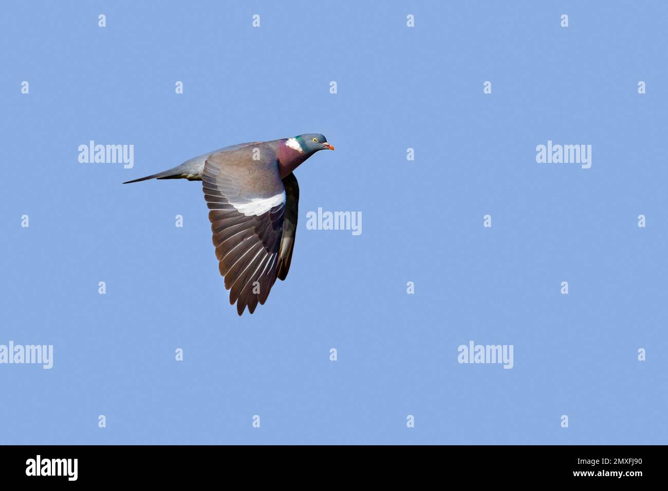 Gemeinsame Ringeltaube (Columba palumbus) im Flug gegen den blauen Himmel Stockfoto Gemeinsame Ringeltaube (Columba palumbus) im Flug gegen den blauen Himmel Stockfoto