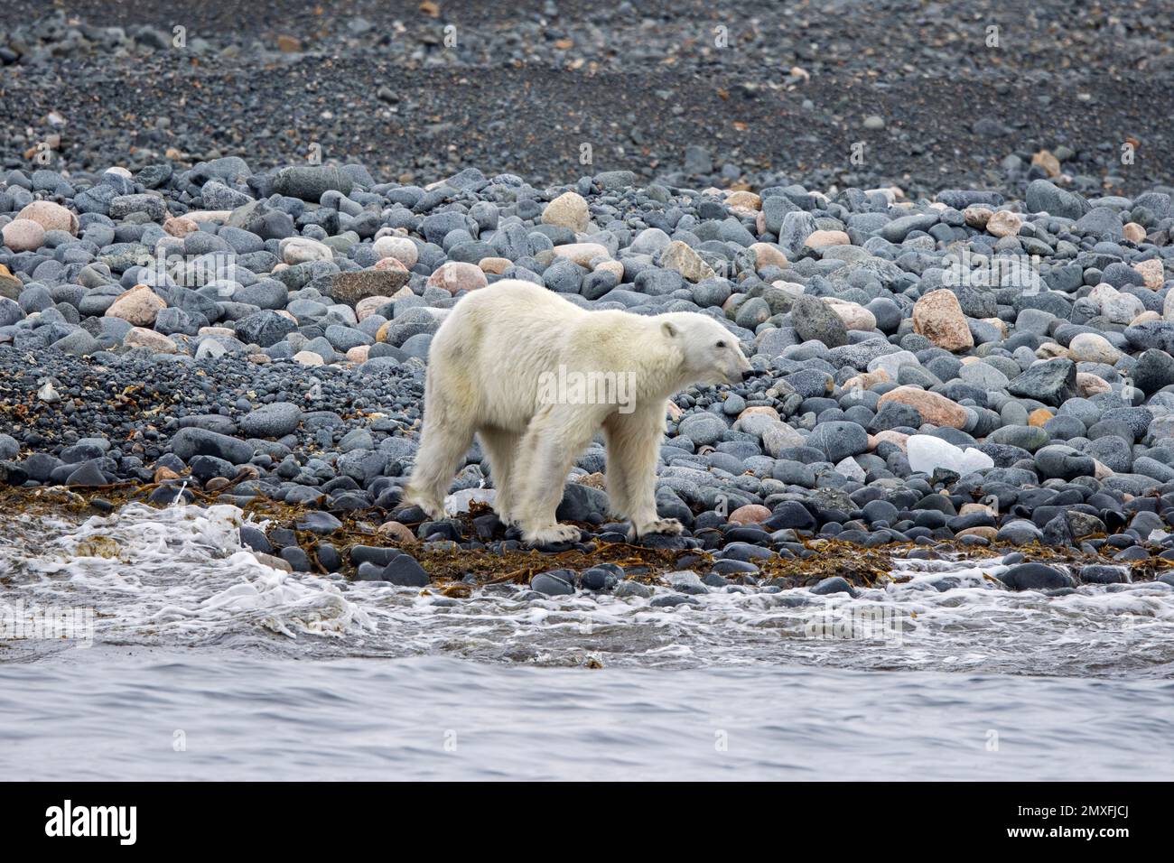 Einsamer dünner und emazidierter Eisbär (Ursus maritimus), der im Sommer an der Kieselstrand entlang der Küste von Svalbard forscht, Spitsbergen, Norwegen Stockfoto