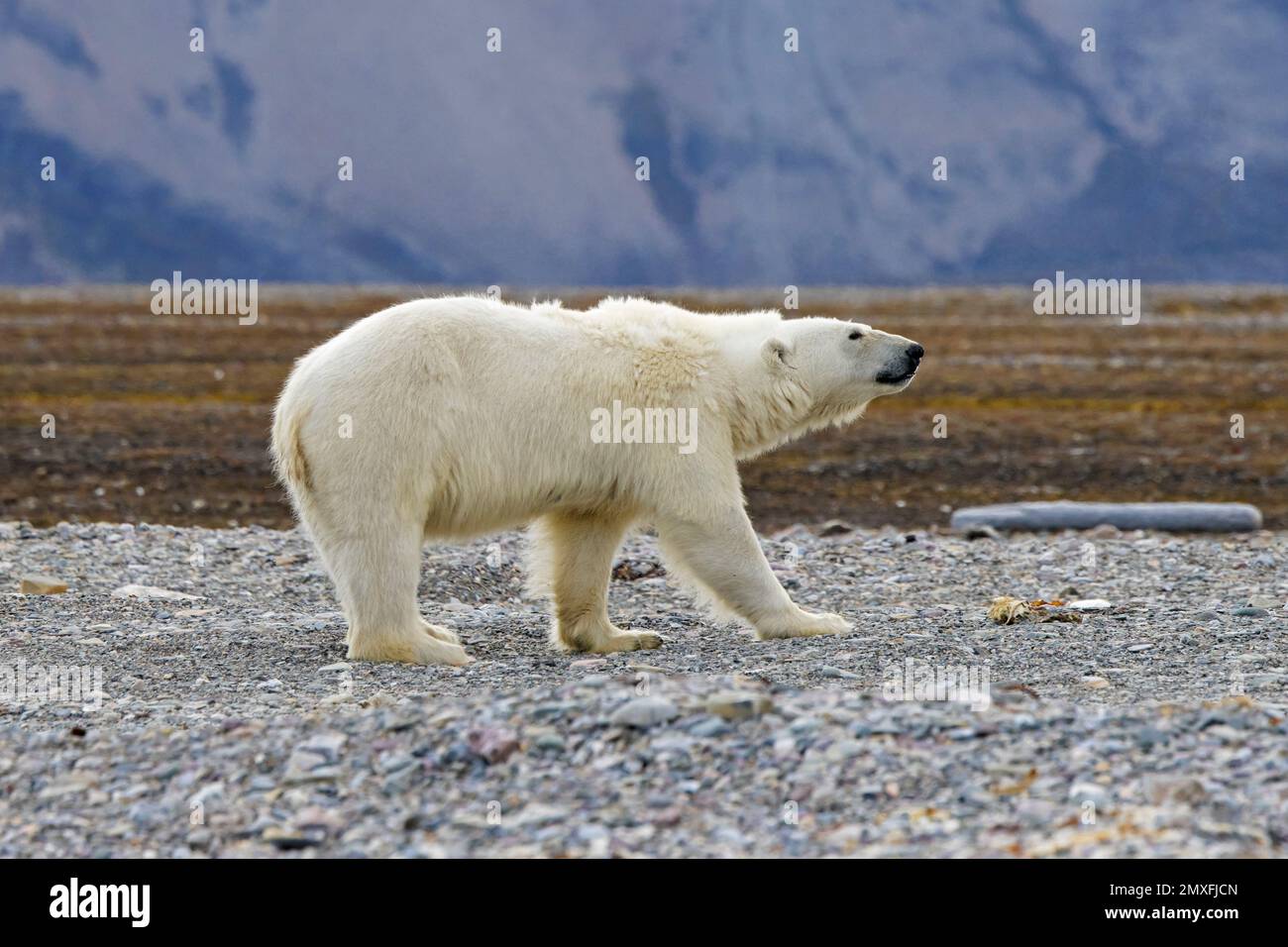 Einsamer Eisbär (Ursus maritimus), der im arktischen Sommer an der Kieselstrand entlang der Küste von Svalbard forscht, Spitsbergen, Norwegen Stockfoto