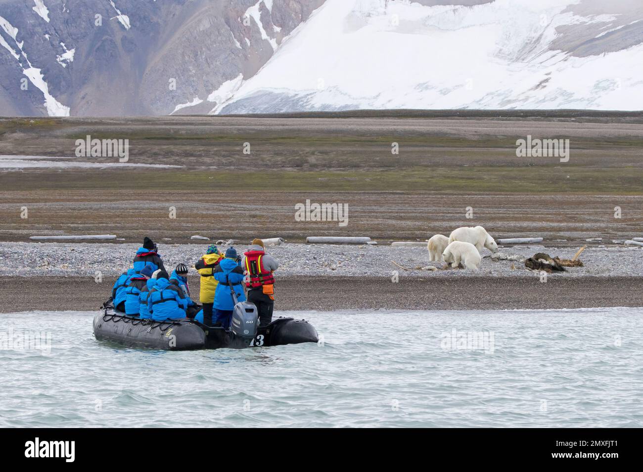 Öko-Touristen im Zodiac-Boot beobachten, wie sie Eisbären (Ursus maritimus) beim Fressen von Kadavern von gestrandeten Walen, Svalbard/Spitsbergen, erobern Stockfoto