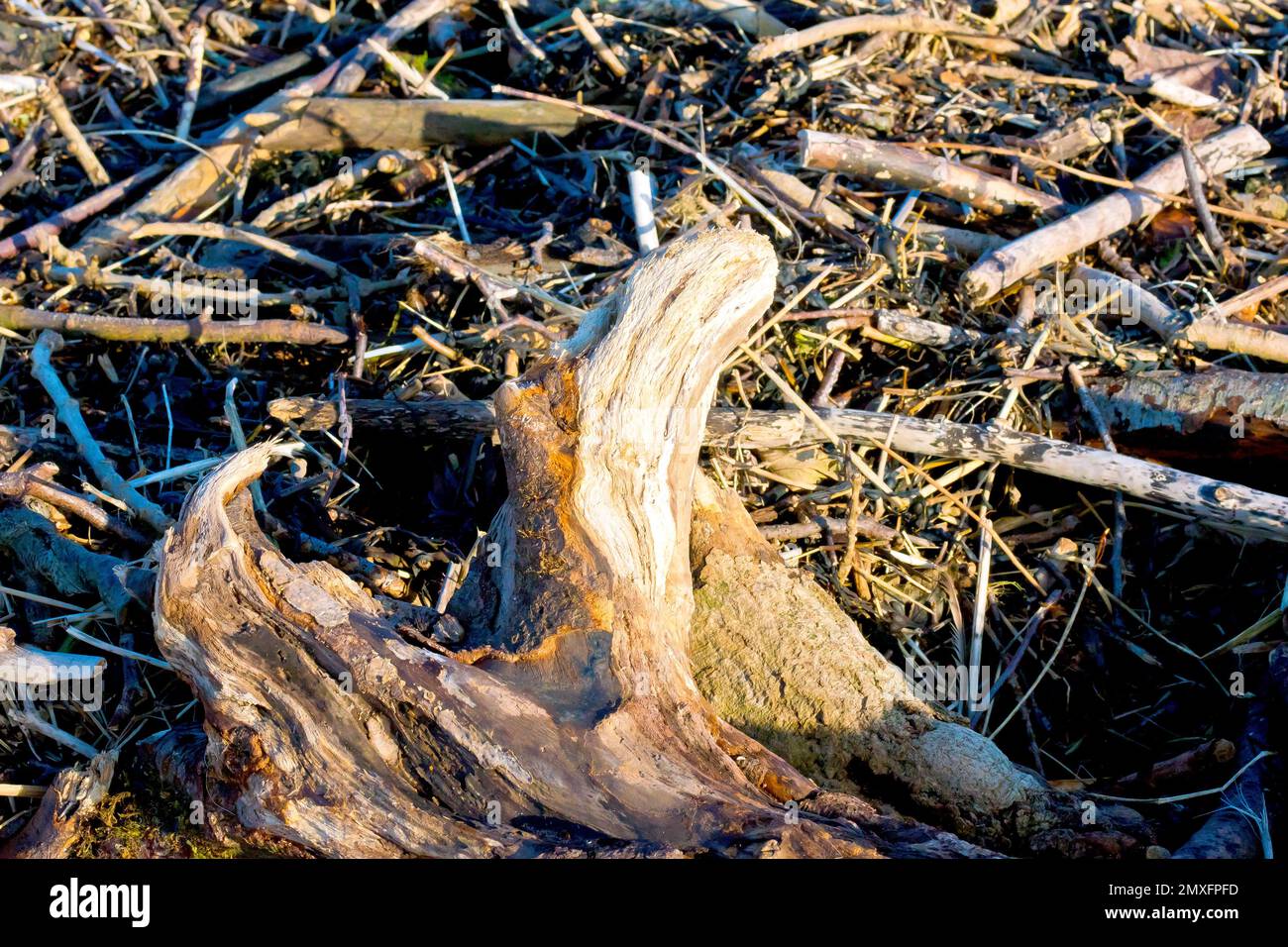 Nahaufnahme eines großen Baumstamms oder eines Teils eines Baumes und einer Masse von anderem Treibholz, das an der Hochwasserlinie eines Strands angespült wurde. Stockfoto