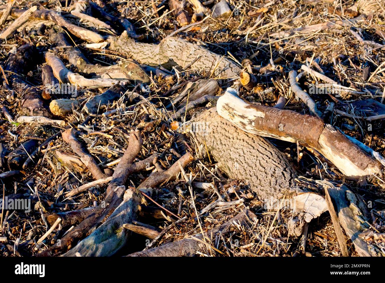 Nahaufnahme der Hochwasserlinie eines Strandes mit den Zweigen, Baumstämmen und anderen Abfällen, die als Treibholz angespült wurden. Stockfoto