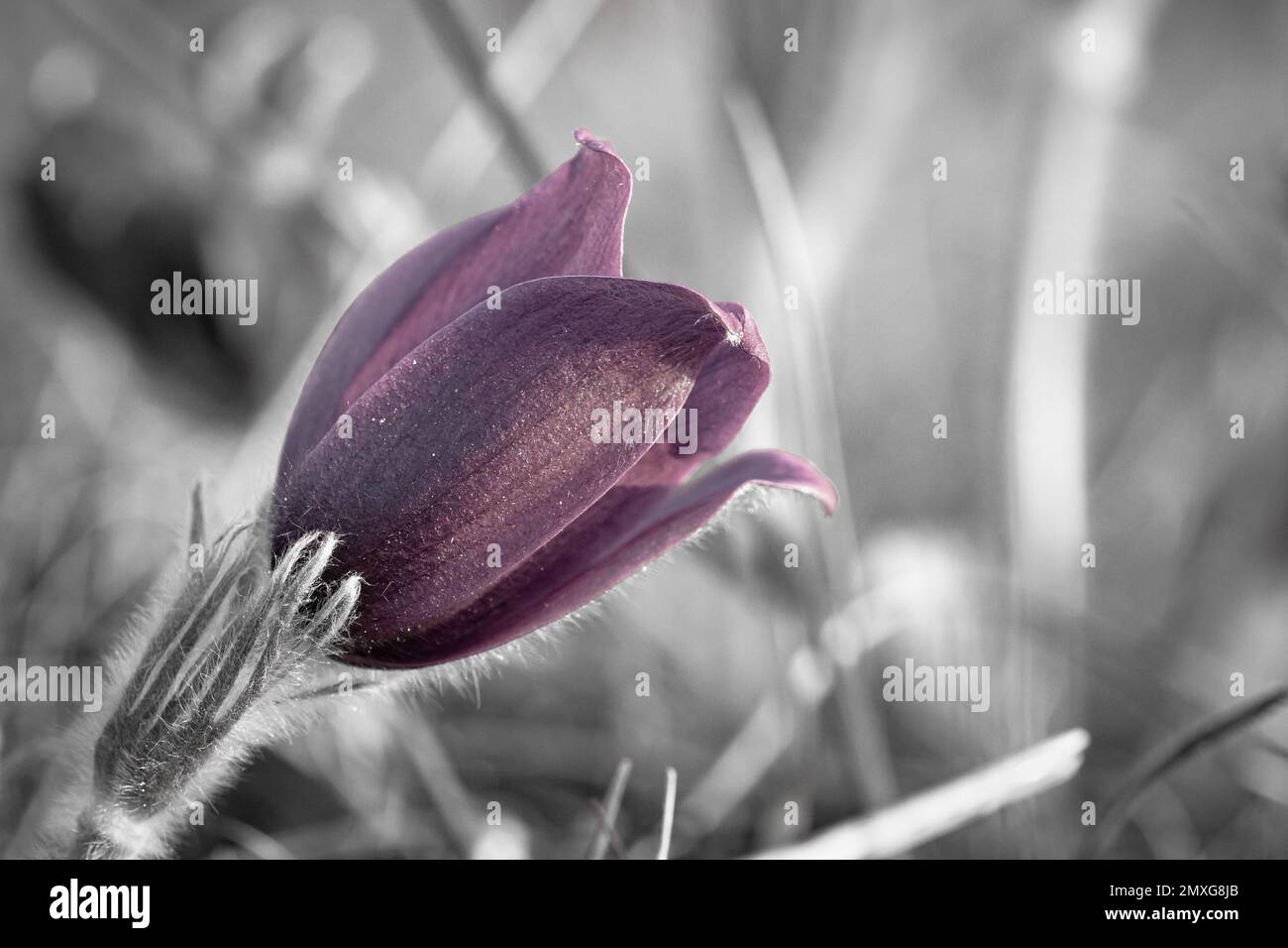 Die violette und rosa Pasque-Blume (Pulsatilla vulagris) wächst im Grasland von Therfield Heath in Hertfordshire Stockfoto