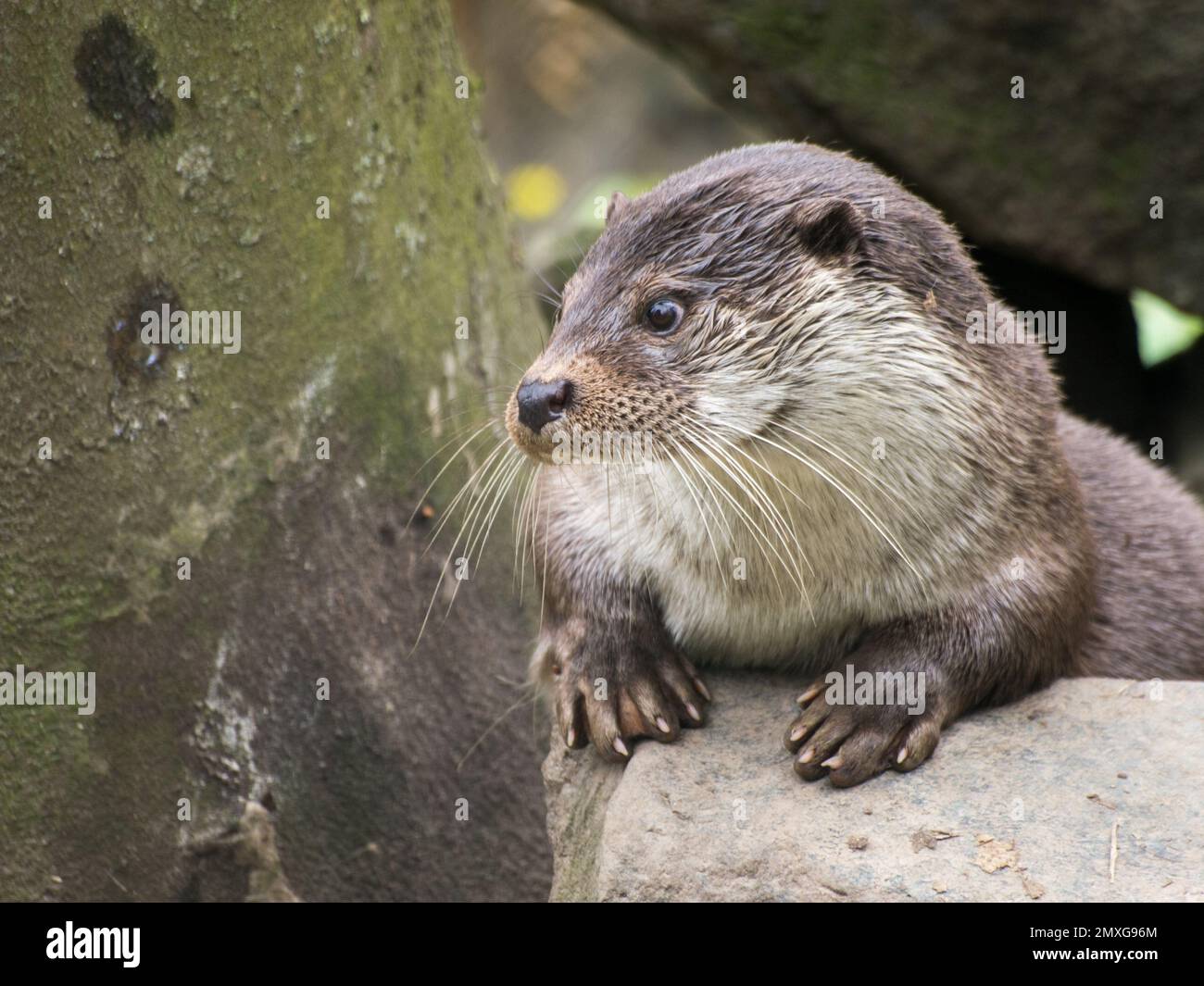 Ein süßer klauenloser Otter (Aonyx congicus), der zur Seite schaut Stockfoto