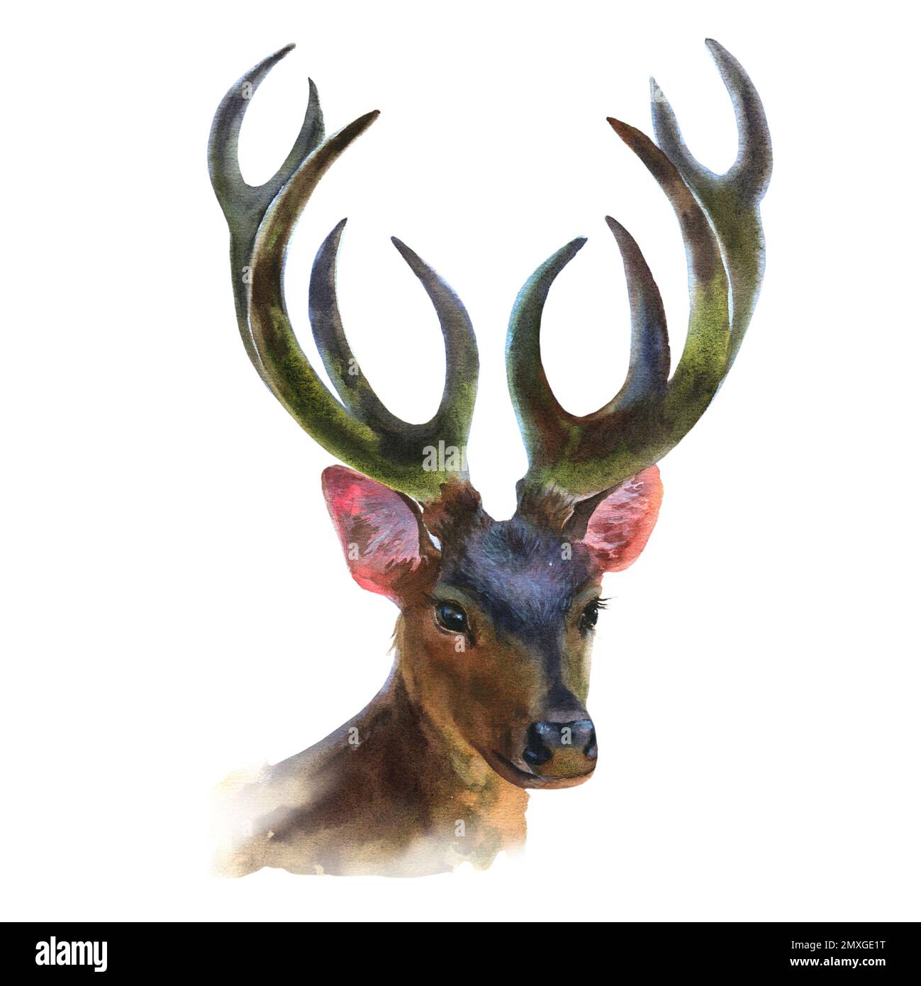 Aquarelle handgemalte Rotwild-Illustration isoliert auf weißem Hintergrund. Stockfoto