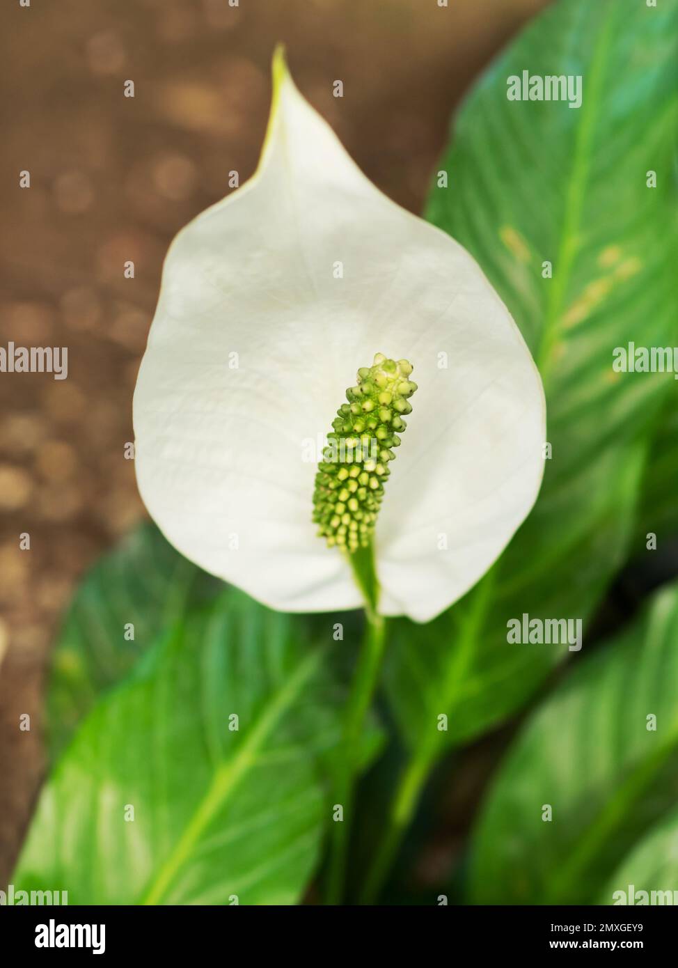 Weiße Blume von Spathiphyllum oder spath. Blühende Friedenslilie. Blühende Pflanzen wachsen im Gewächshaus oder zu Hause. Stockfoto