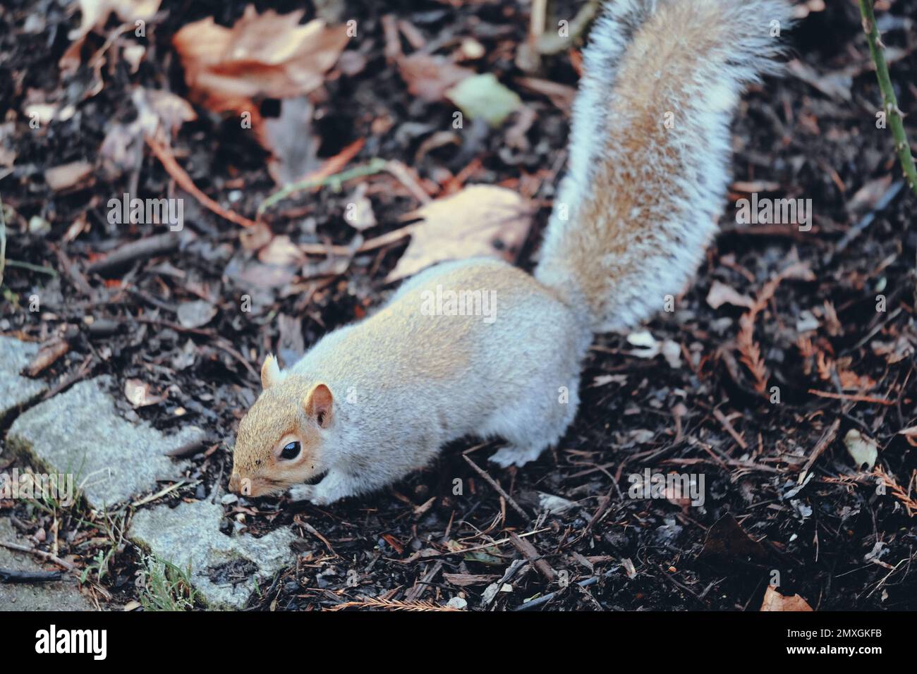 Eine Nahaufnahme eines süßen östlichen grauen Eichhörnchens (Sciurus carolinensis) mit kleinen spitzen Ohren im Park Stockfoto
