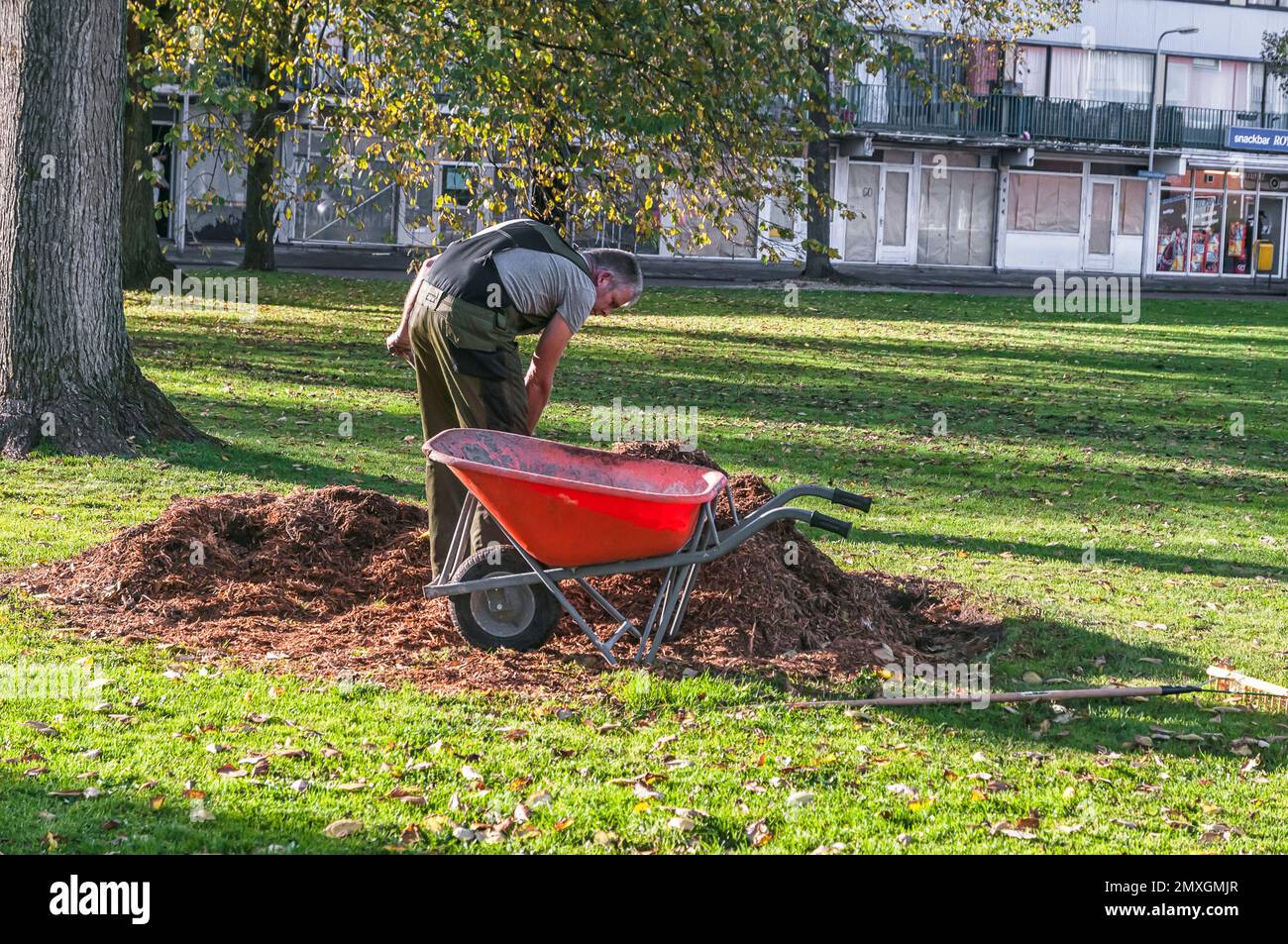 Forstarbeiter schaufeln Blätter und Holzabfälle in einer roten Schubkarre Stockfoto