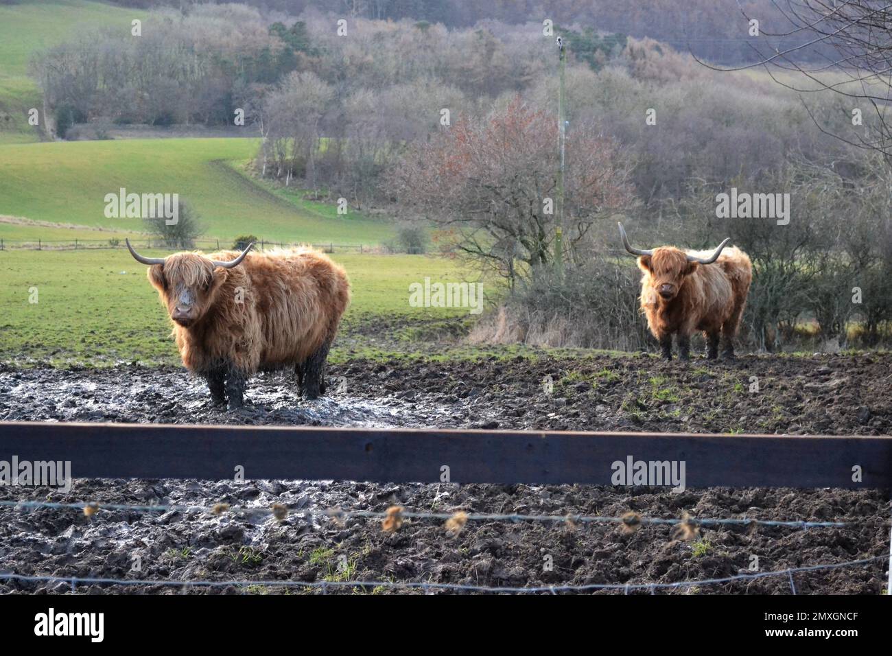 Highland-Rinder stehen auf einem Muddy Farmers Field - Hairy Cow - Long Hair - Strong Horns - Bos Taurus Bovidae Family - Yorkshire - UK Stockfoto