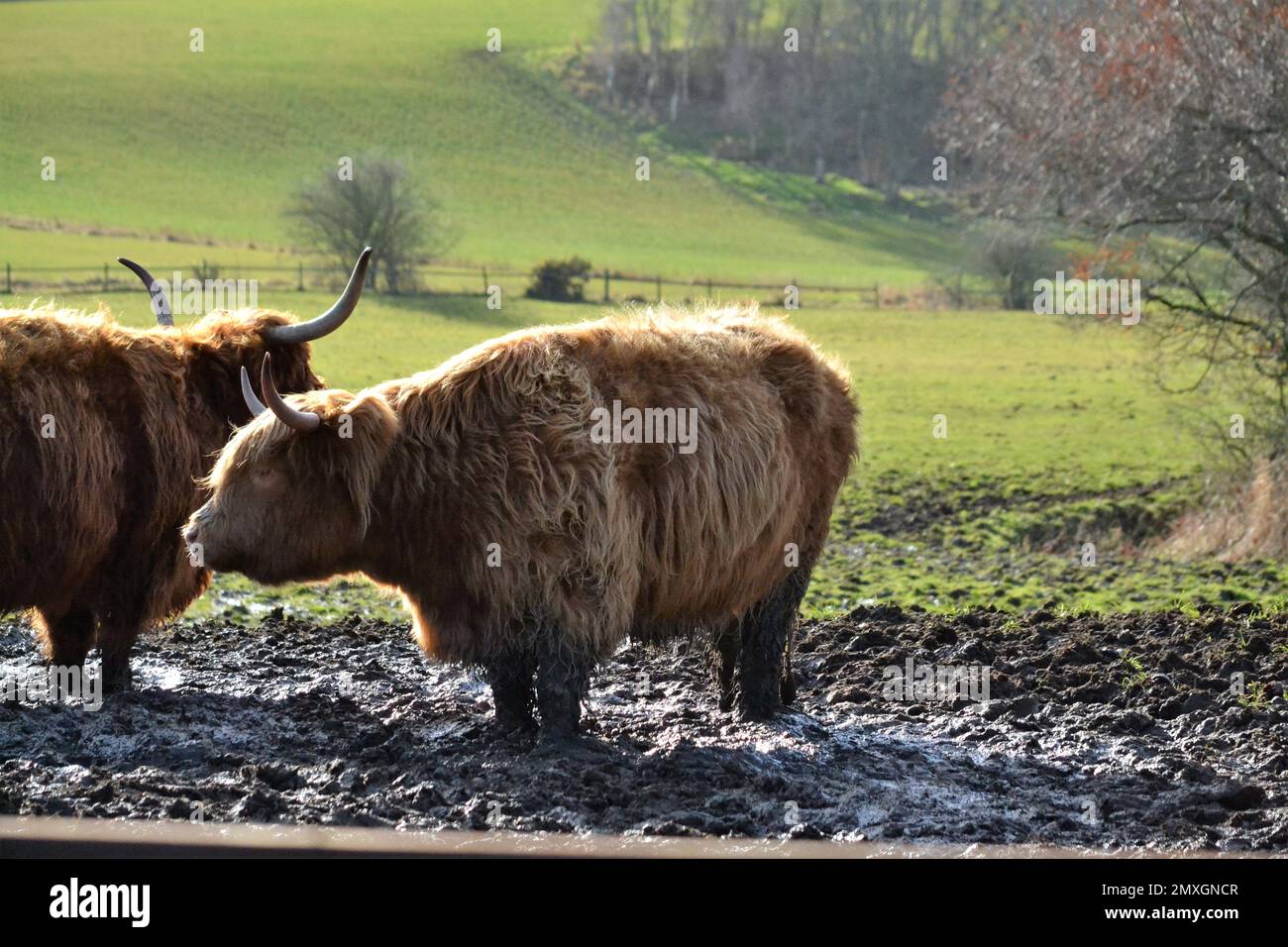 Highland-Rinder stehen auf einem Muddy Farmers Field - Hairy Cow - Long Hair - Strong Horns - Bos Taurus Bovidae Family - Yorkshire - UK Stockfoto