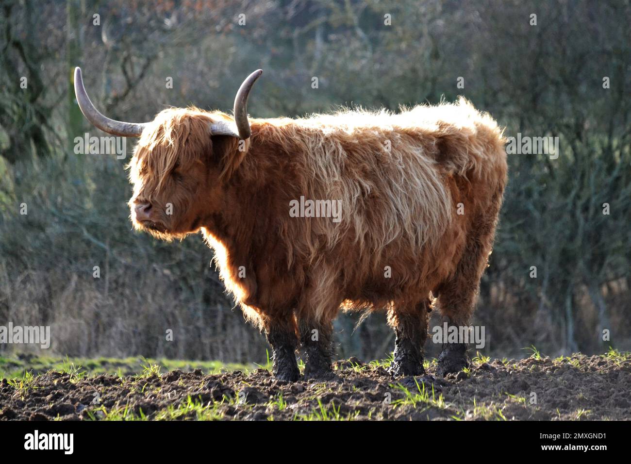 Highland-Rinder stehen auf einem Muddy Farmers Field - Hairy Cow - Long Hair - Strong Horns - Bos Taurus Bovidae Family - Yorkshire - UK Stockfoto