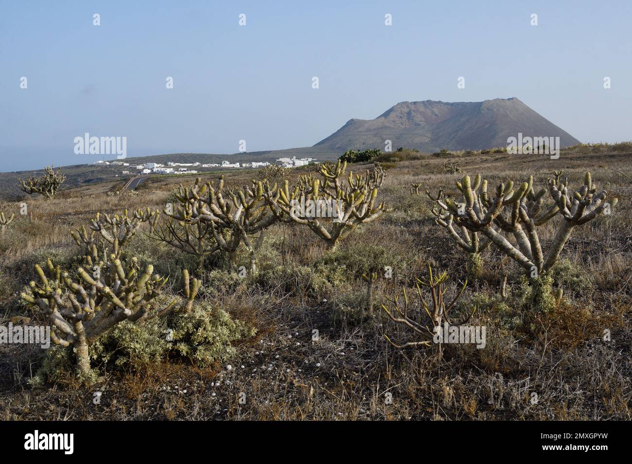 Tabaiba-Pflanzen auf der Insel Lanzarote Stockfoto