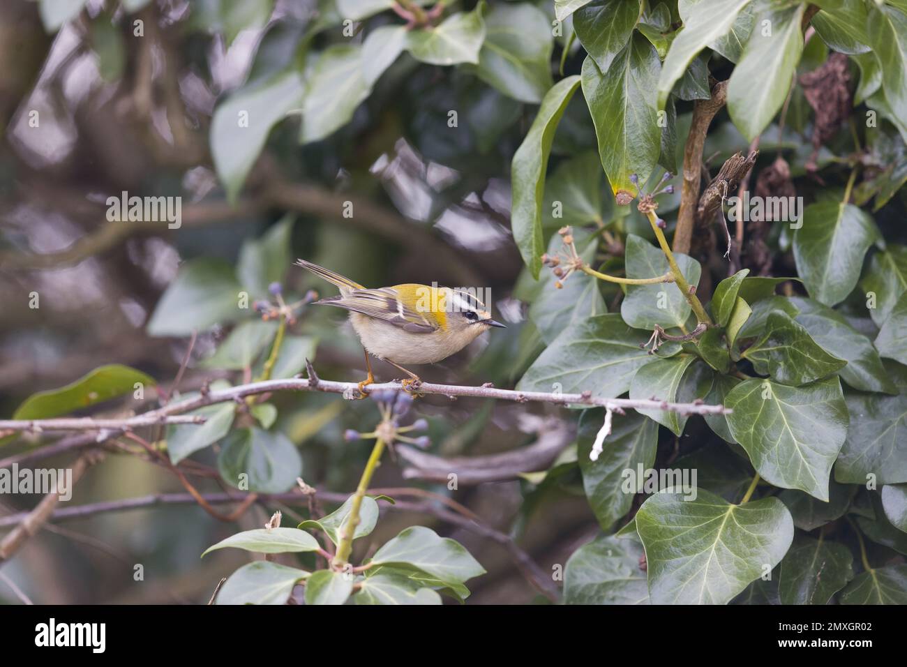 Firecrest Regulus ignicapillus, Erwachsener hoch oben auf dem Zweig, Suffolk, England, Februar Stockfoto