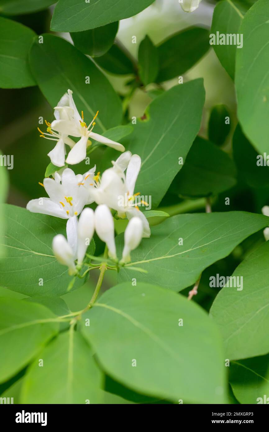 Wilder blhender Busch Lonicera Tatarica, Tatarisches Geiblatt mit rosa  Blumen. Honigpflanze in Europa und der Ukraine die Verwendung von  Heilkrutern fr die Pre Stockfotografie - Alamy