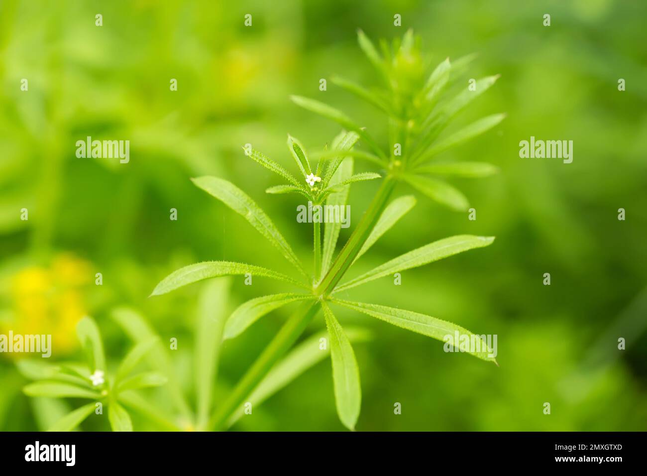 Weiße kleine Blüten auf Galium-Amarinespalten, Clivers, Gänsegrass, Sattelkraut, Streichelkraut, robin-Lauf-die-Hecke, Sticky willy, Sticky Willow, Stickyja Stockfoto