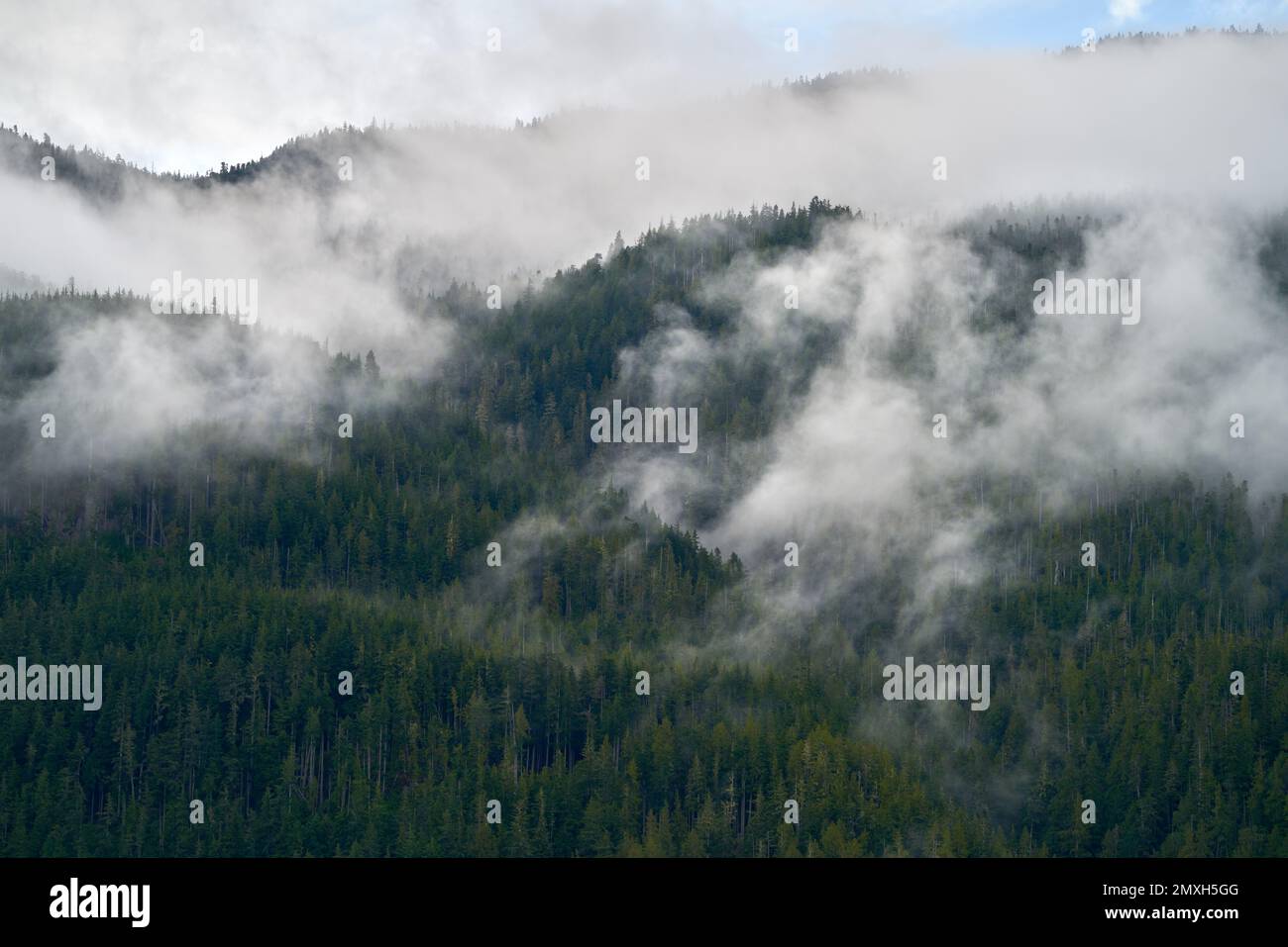 Pacific Northwest Mountain Mist. Ein üppiger, gemäßigter Regenwald am pazifischen Nordwesten im Nebel und Nebel. Stockfoto